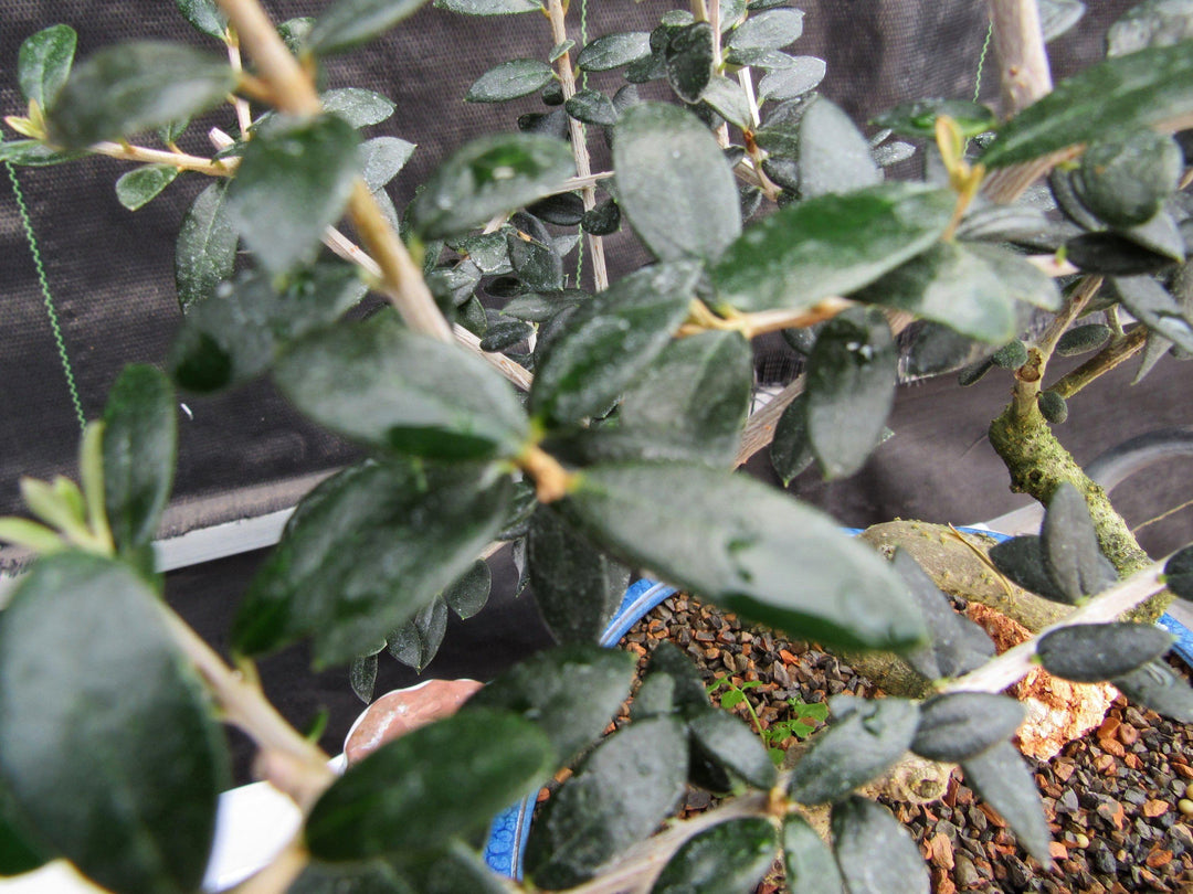 21 Year Old European Olive Coiled Trunk Style Specimen Bonsai Tree Foliage