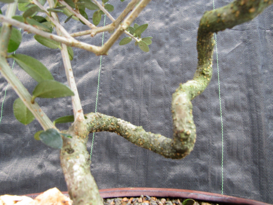 21 Year Old European Olive Literati Style Specimen Bonsai Tree Twisty Trunk