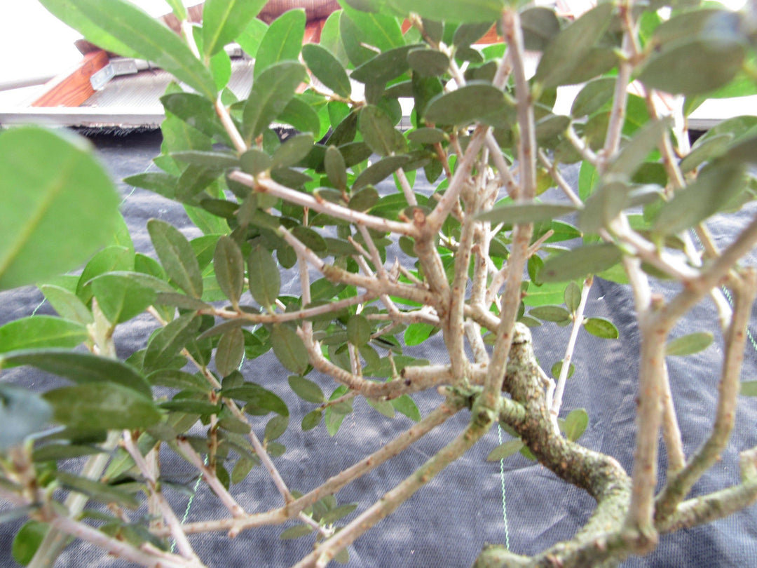 21 Year Old European Olive Literati Style Specimen Bonsai Tree Branches