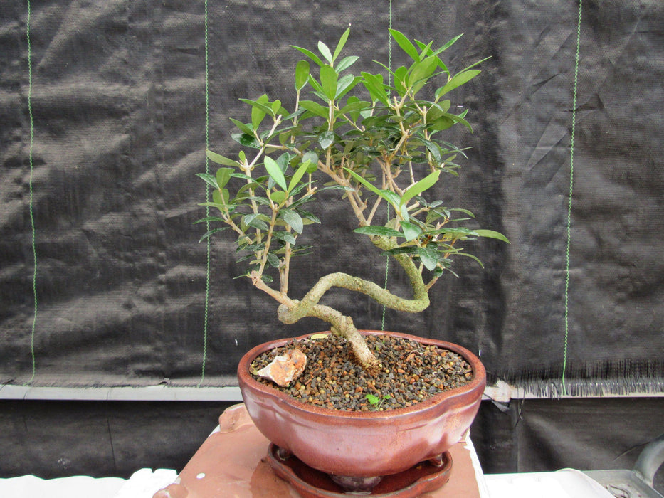 21 Year Old European Olive Literati Style Specimen Bonsai Tree Back