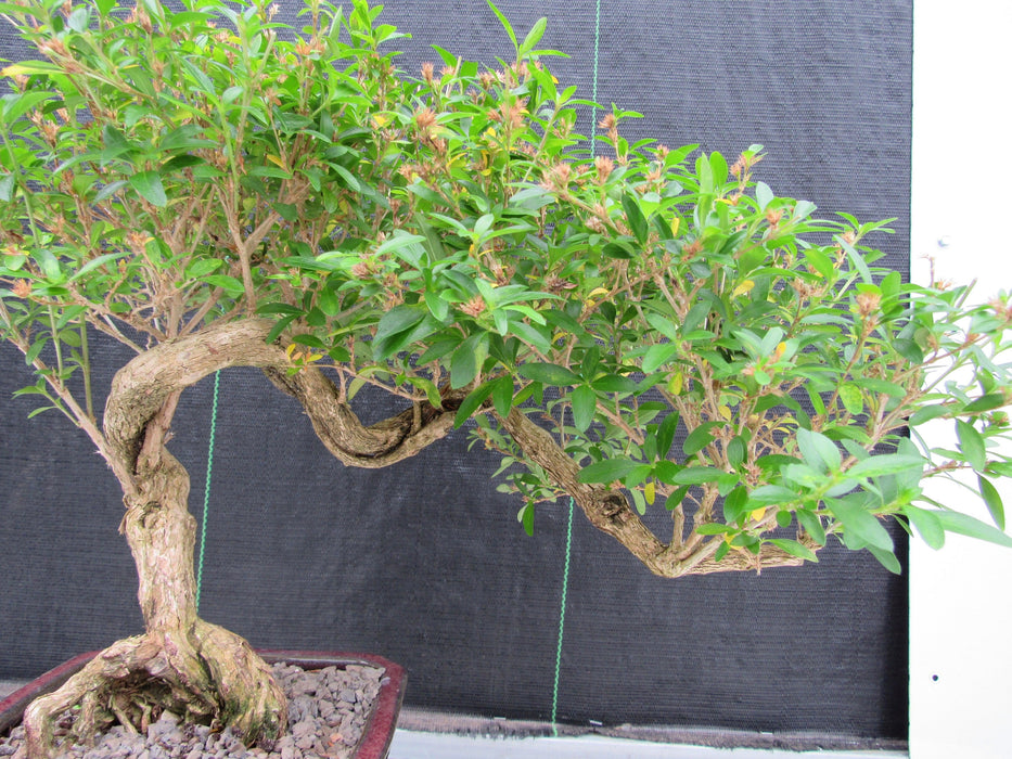 21 Year Old Thousand Star Serissa Flowering Semi Cascade Specimen Bonsai Tree Shape
