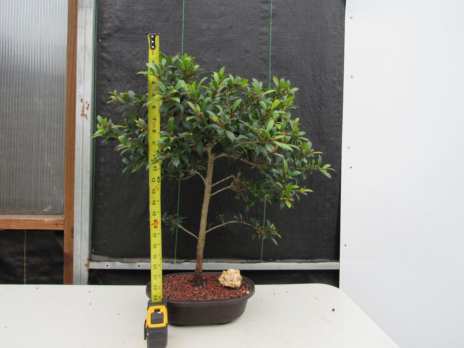 22 Year Old Brush Cherry Tree Specimen Bonsai Tree Height