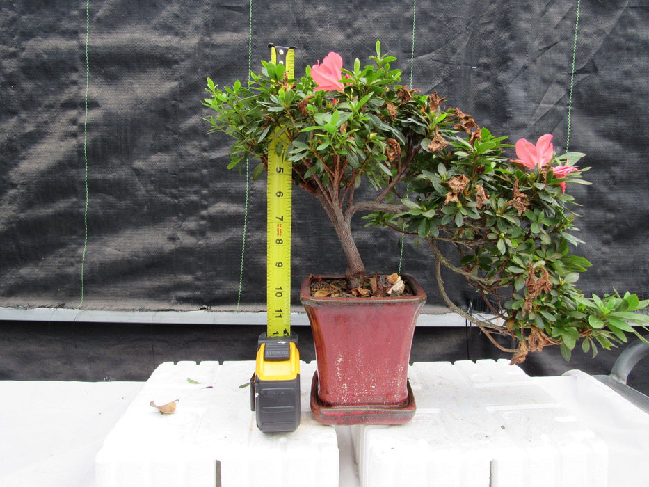 22 Year Old Duc De Rohan Azalea Cascading Specimen Bonsai Tree Height