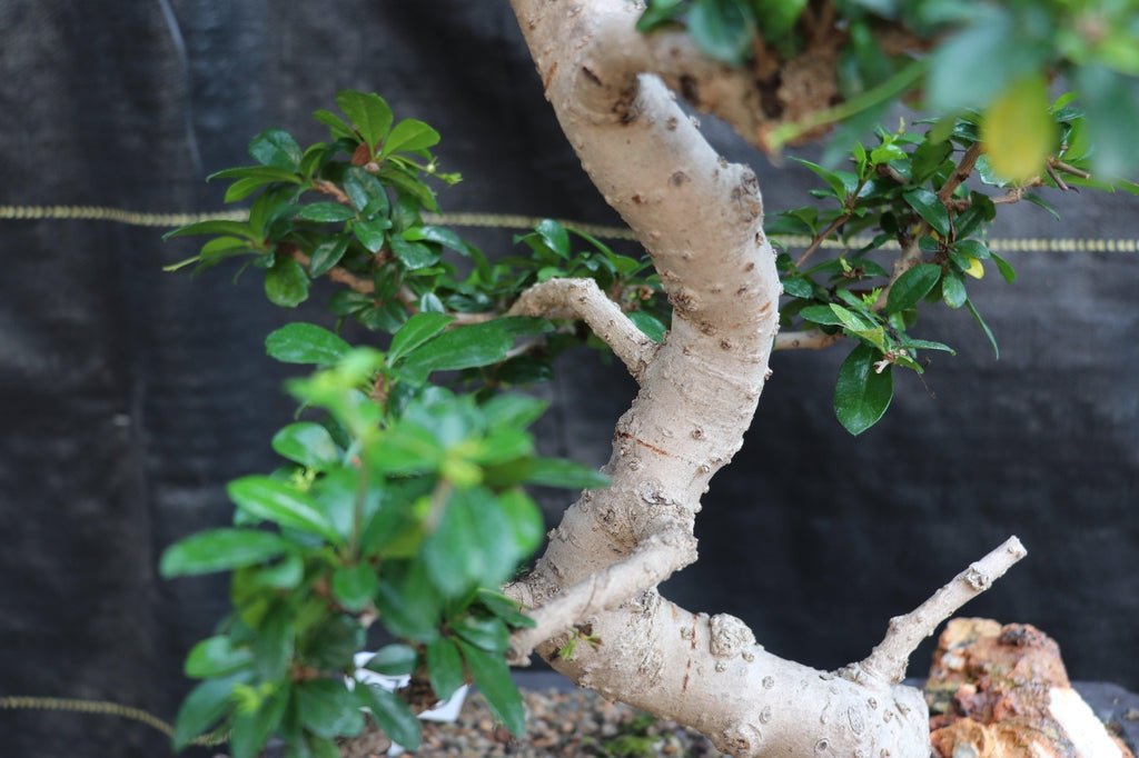22 Year Old Flowering Fukien Tea Specimen Bonsai Tree Curved Trunk