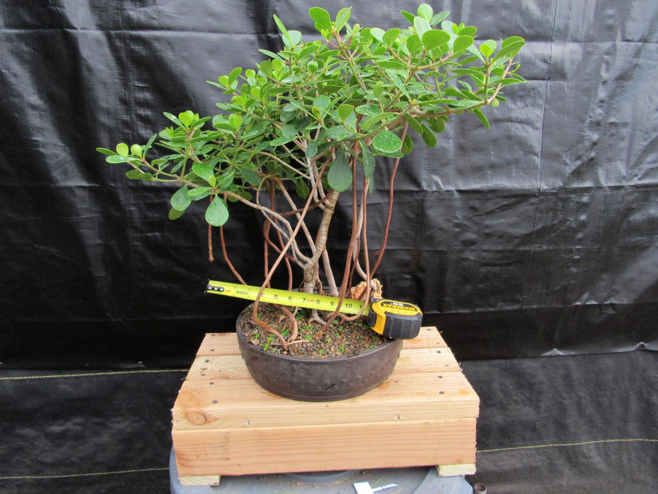 23 Year Old Flowering Tropical Dwarf Apple Specimen Bonsai Tree Size