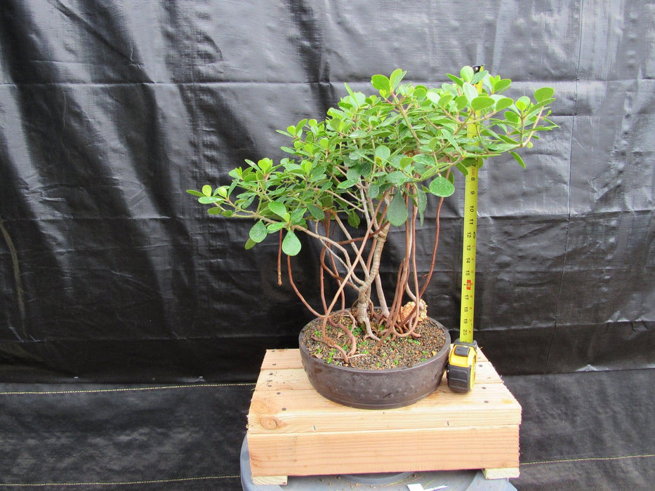 23 Year Old Flowering Tropical Dwarf Apple Specimen Bonsai Tree Height