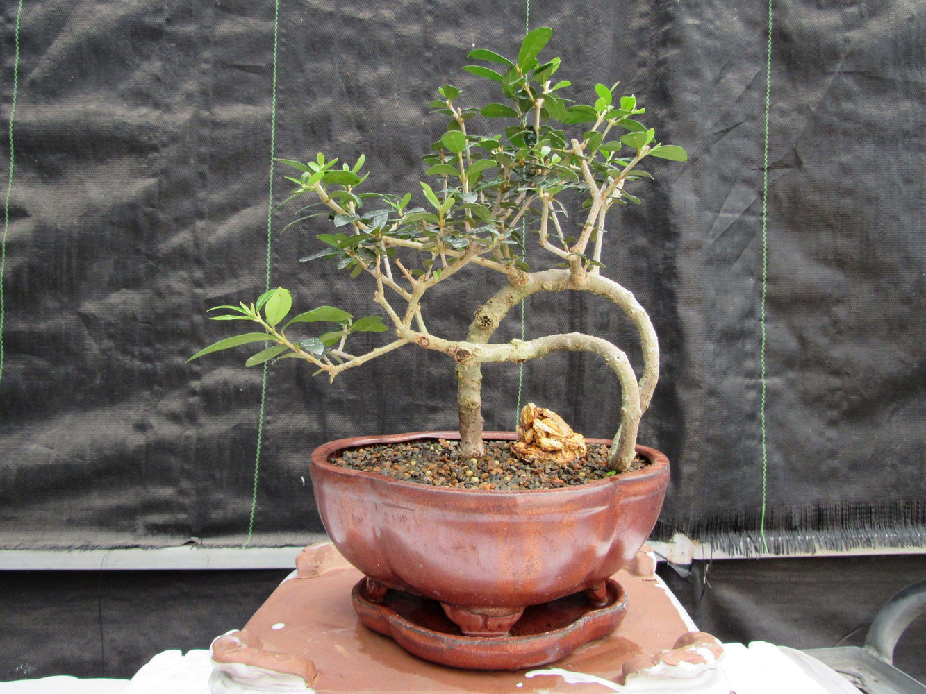 24 Year Old European Olive Literati Style Specimen Bonsai Tree