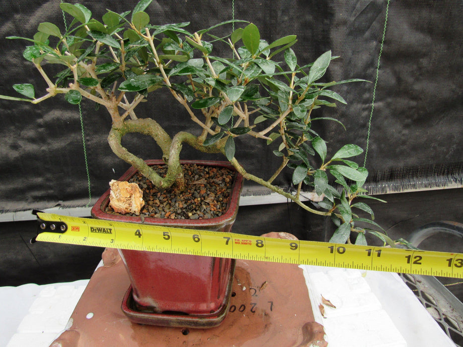 24 Year Old European Olive Semi-Cascade Coil Style Specimen Bonsai Tree Size
