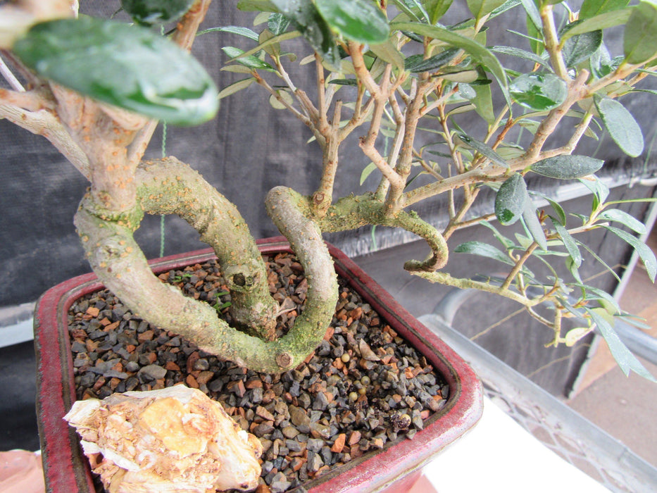 24 Year Old European Olive Semi-Cascade Coil Style Specimen Bonsai Tree Coil