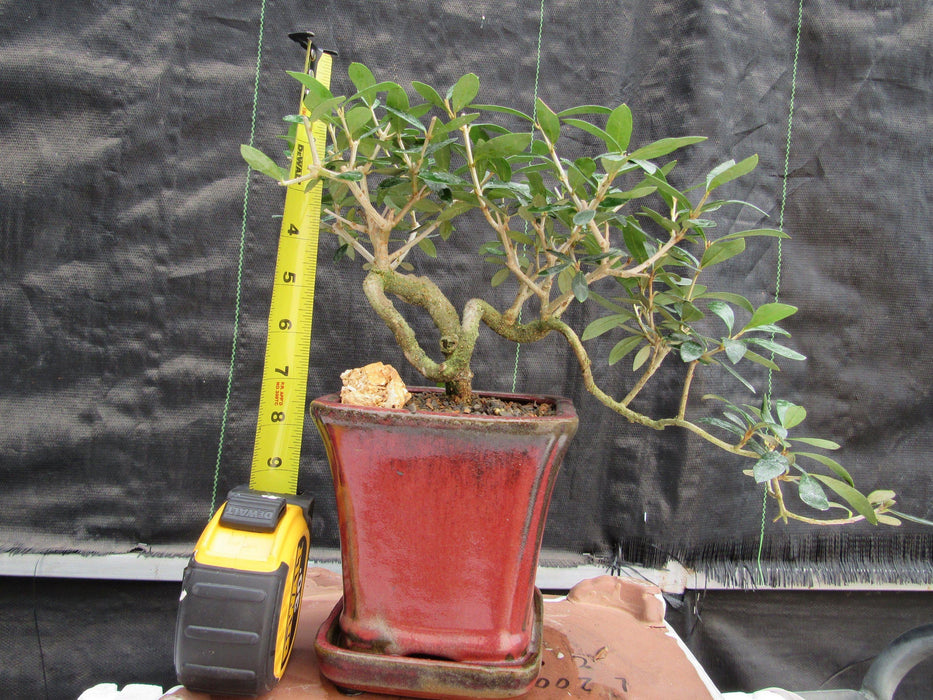 24 Year Old European Olive Semi-Cascade Coil Style Specimen Bonsai Tree Height