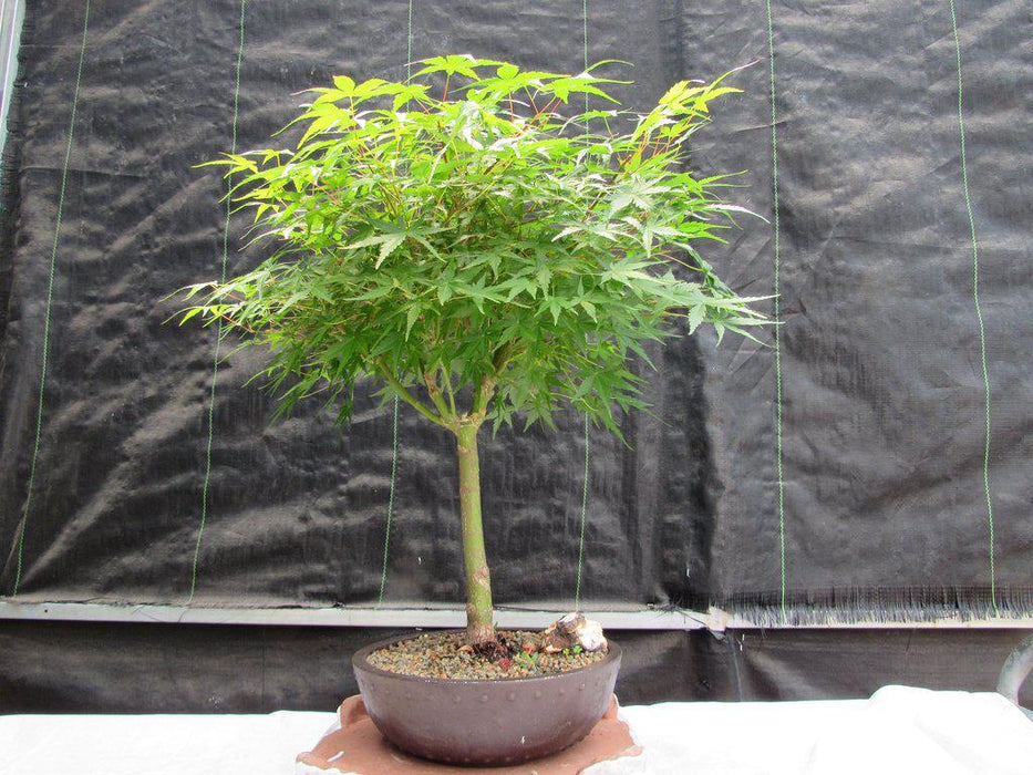 24 Year Old Green Japanese Maple Bonsai Tree Profile