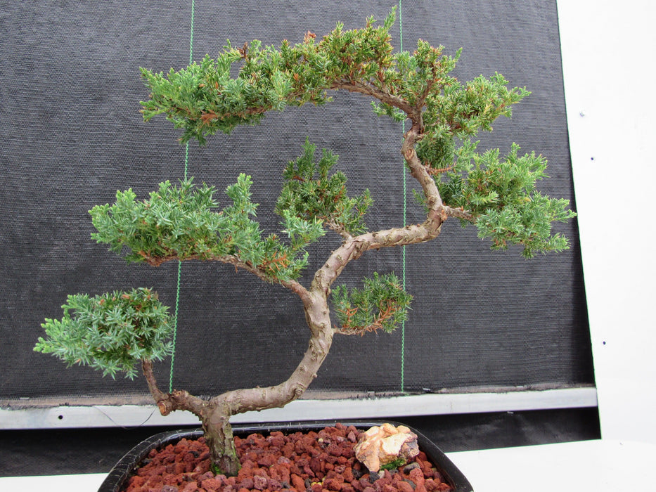24 Year Old Juniper Specimen Leaning Literati Bonsai Tree Shape