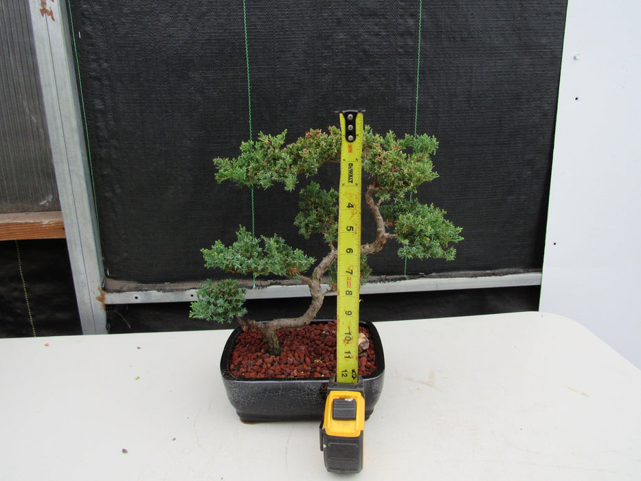 24 Year Old Juniper Specimen Leaning Literati Bonsai Tree Height