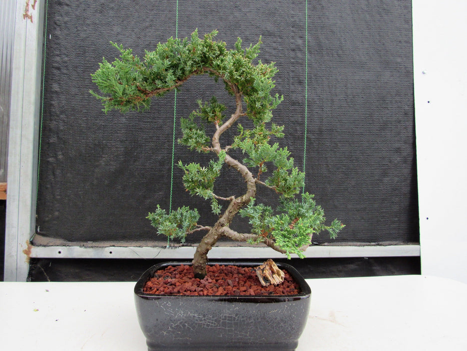 24 Year Old Juniper Specimen Literati Bonsai Tree Profile