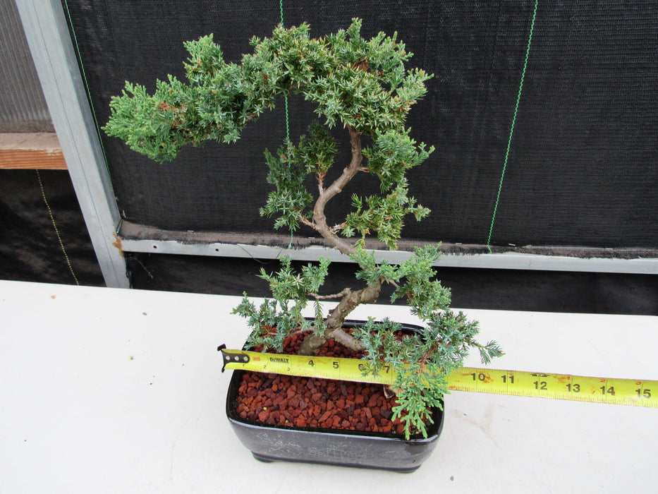 24 Year Old Juniper Specimen Literati Bonsai Tree Size