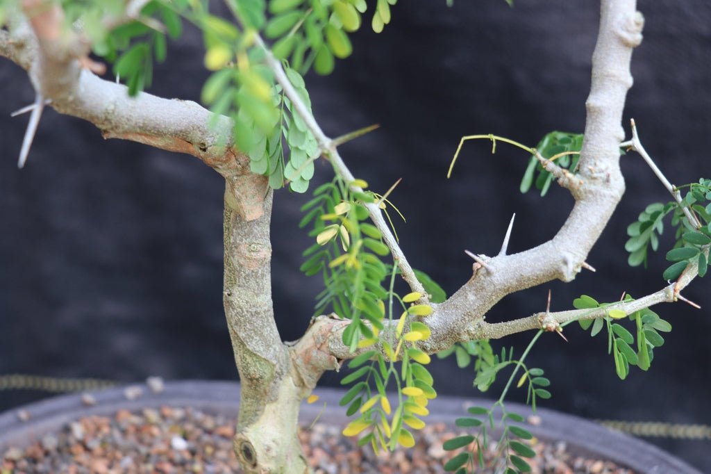 25 Year Old Flowering Brazilian Raintree Specimen Bonsai Tree Bark