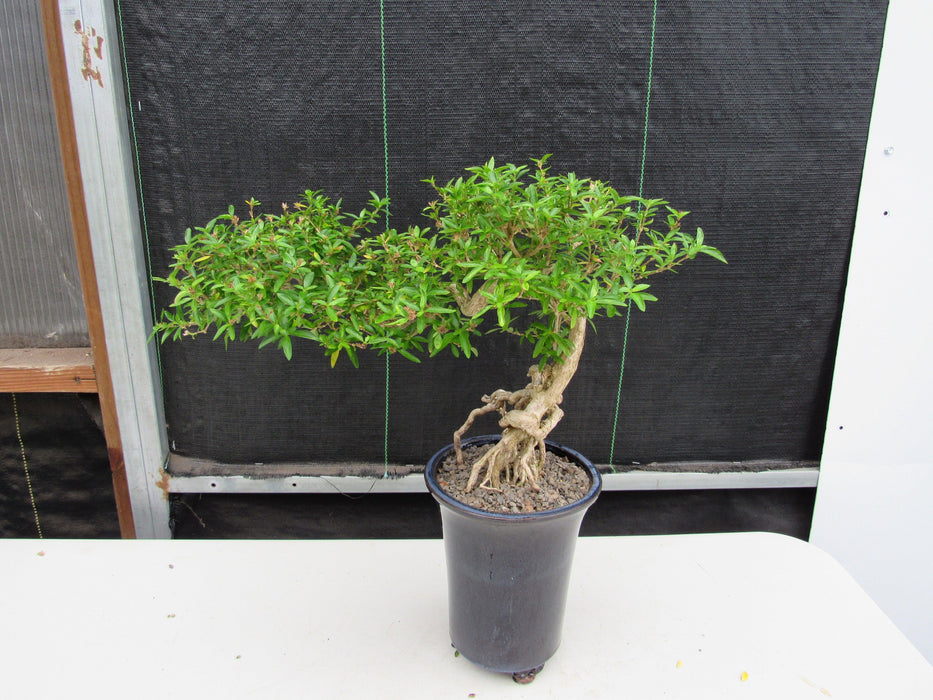 25 Year Old Thousand Star Serissa Flowering Exposed Roots Semi Cascade Specimen Bonsai Tree Back