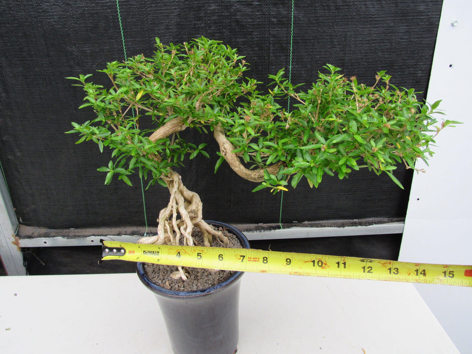 25 Year Old Thousand Star Serissa Flowering Exposed Roots Semi Cascade Specimen Bonsai Tree Width