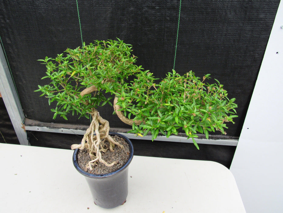 25 Year Old Thousand Star Serissa Flowering Exposed Roots Semi Cascade Specimen Bonsai Tree Canopy