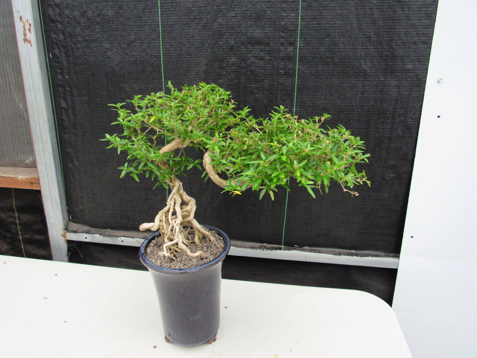 25 Year Old Thousand Star Serissa Flowering Exposed Roots Semi Cascade Specimen Bonsai Tree Distance