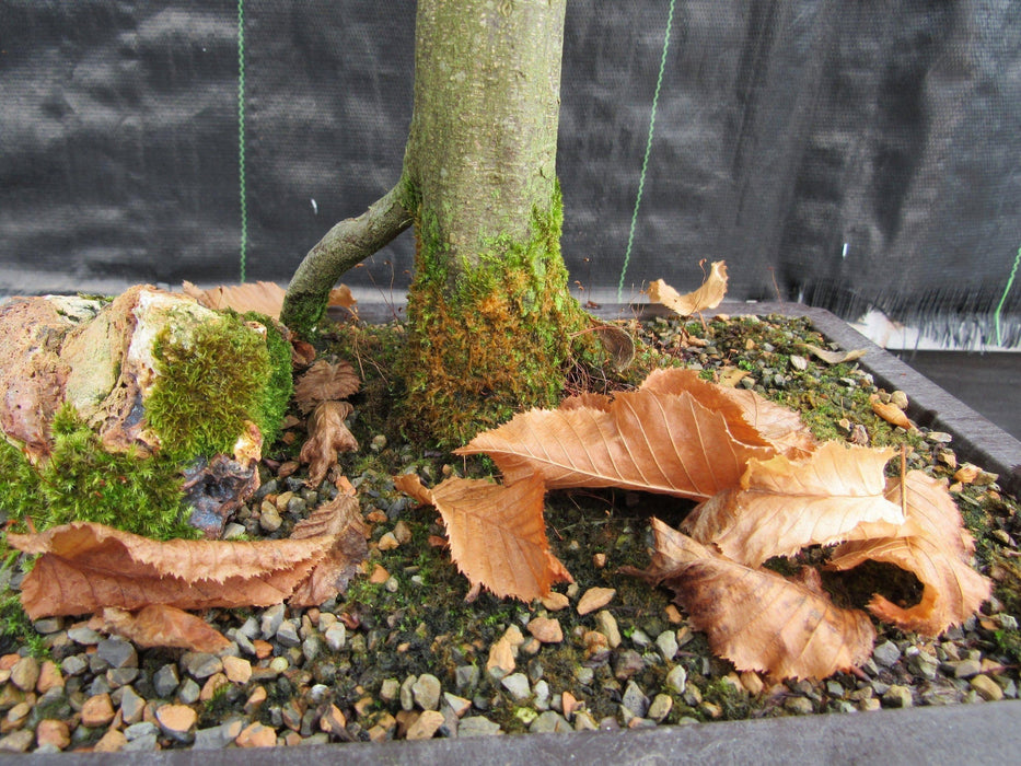 26 Year Old European Hornbeam Specimen Bonsai Tree Trunk