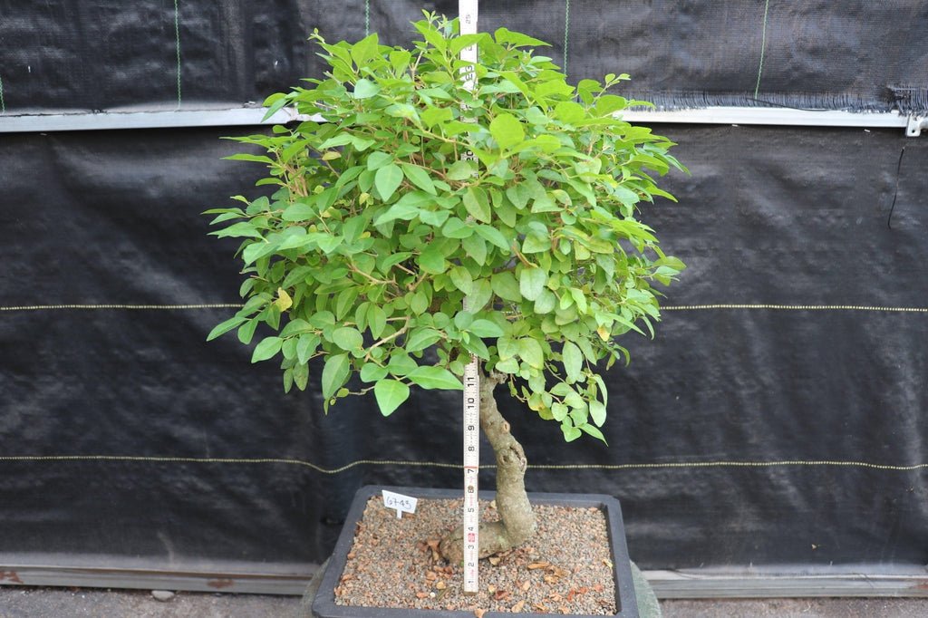 27 Year Old Flowering Ligustrum Curved Trunk Specimen Bonsai Tree Size