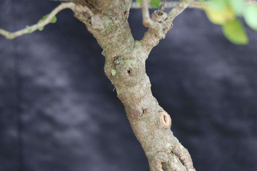 27 Year Old Flowering Ligustrum Curved Trunk Specimen Bonsai Tree Bark