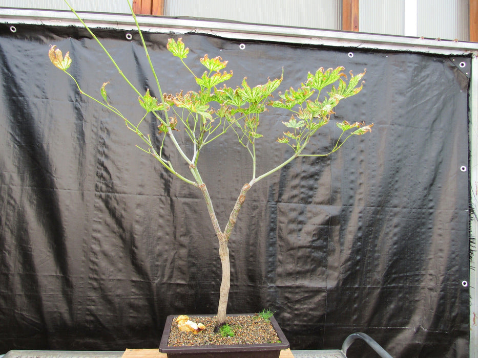 27 Year Old Variegated Japanese Maple Specimen Bonsai Tree Back