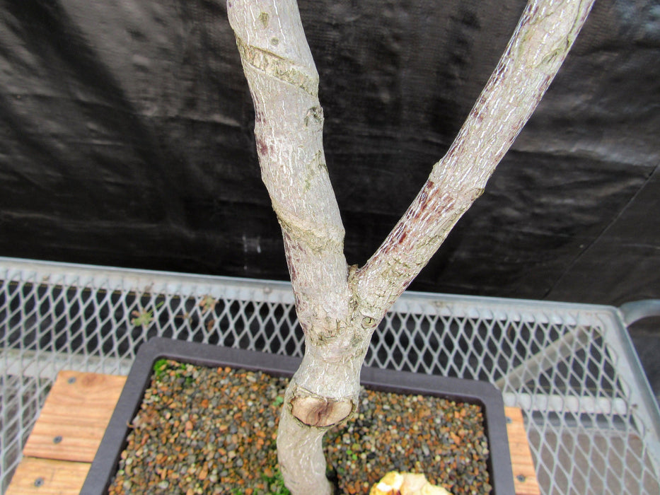 27 Year Old Variegated Japanese Maple Specimen Bonsai Tree Forked Trunk