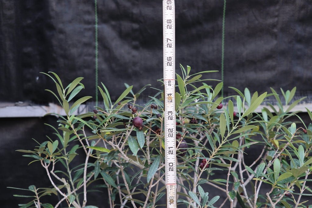 28 Year Old European Olive Specimen Bonsai Tree Height