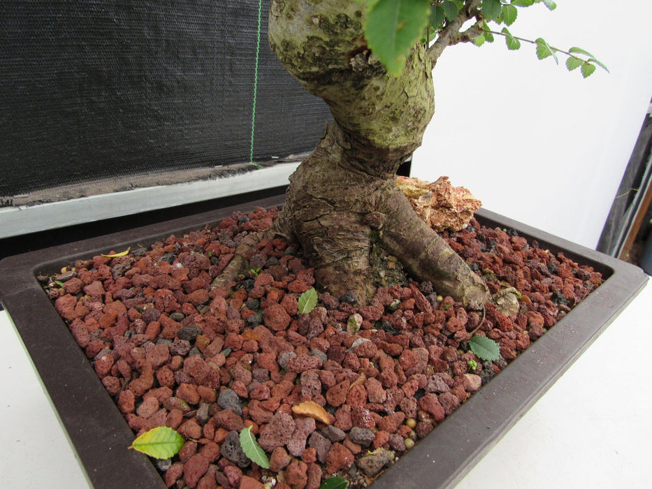 29 Year Old Chinese Elm Specimen Curved Trunk Bonsai Tree Roots