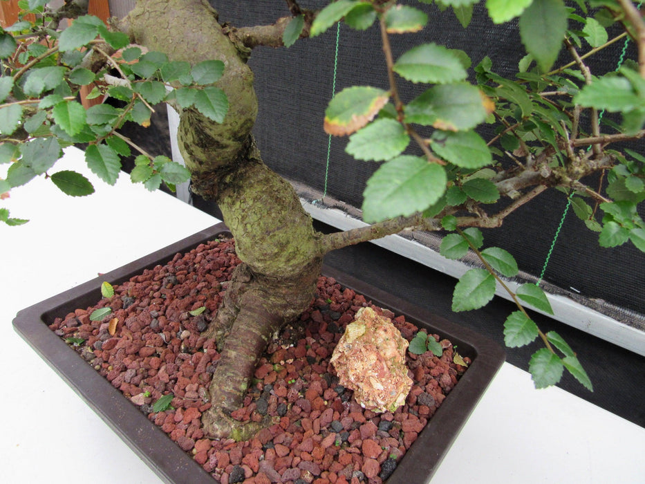 29 Year Old Chinese Elm Specimen Curved Trunk Bonsai Tree Bark