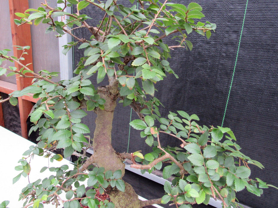29 Year Old Chinese Elm Specimen Curved Trunk Bonsai Tree Branches