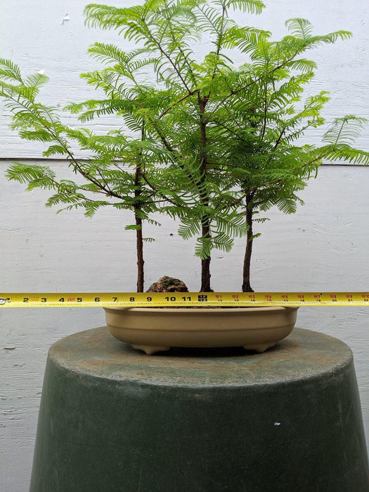 3 Tree Redwood Forest Bonsai Tree Size