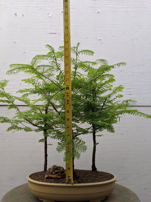 3 Tree Redwood Forest Bonsai Tree Height