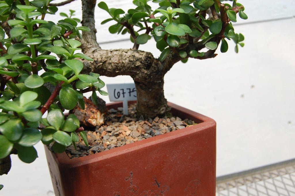 Baby Jade Cascade Specimen Bonsai Tree Shape