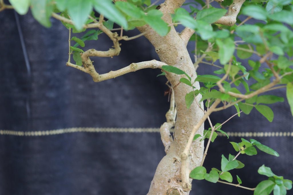 31 Year Old Flowering Ligustrum Curved Trunk Specimen Bonsai Tree Bark