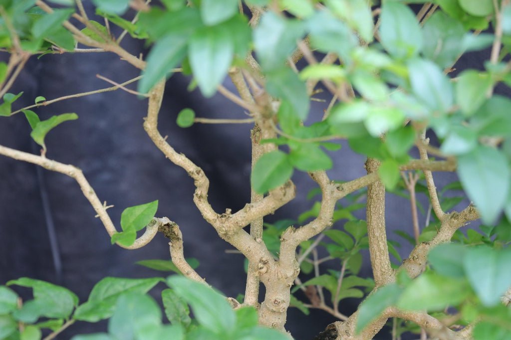 31 Year Old Flowering Ligustrum Curved Trunk Specimen Bonsai Tree Branches