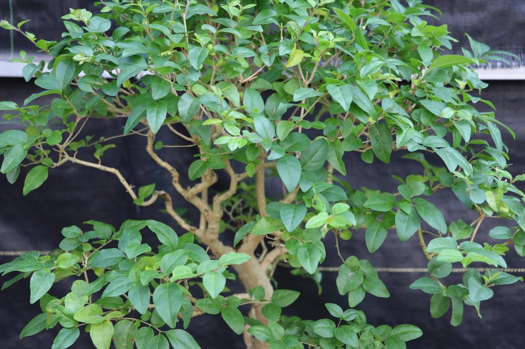 31 Year Old Flowering Ligustrum Curved Trunk Specimen Bonsai Tree Leaves