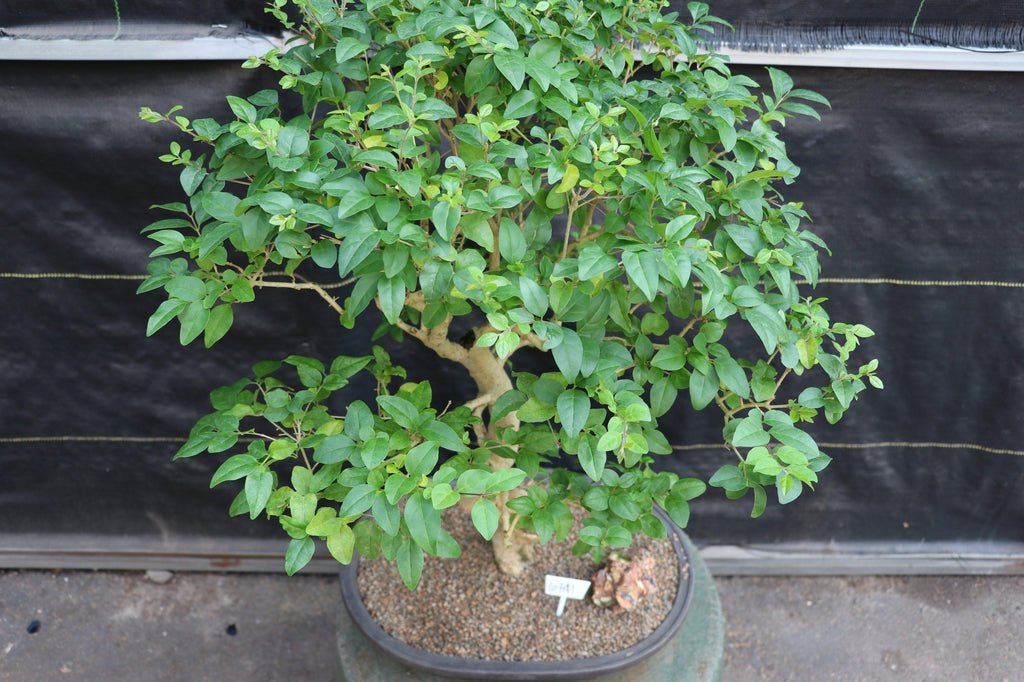 31 Year Old Flowering Ligustrum Curved Trunk Specimen Bonsai Tree Canopy