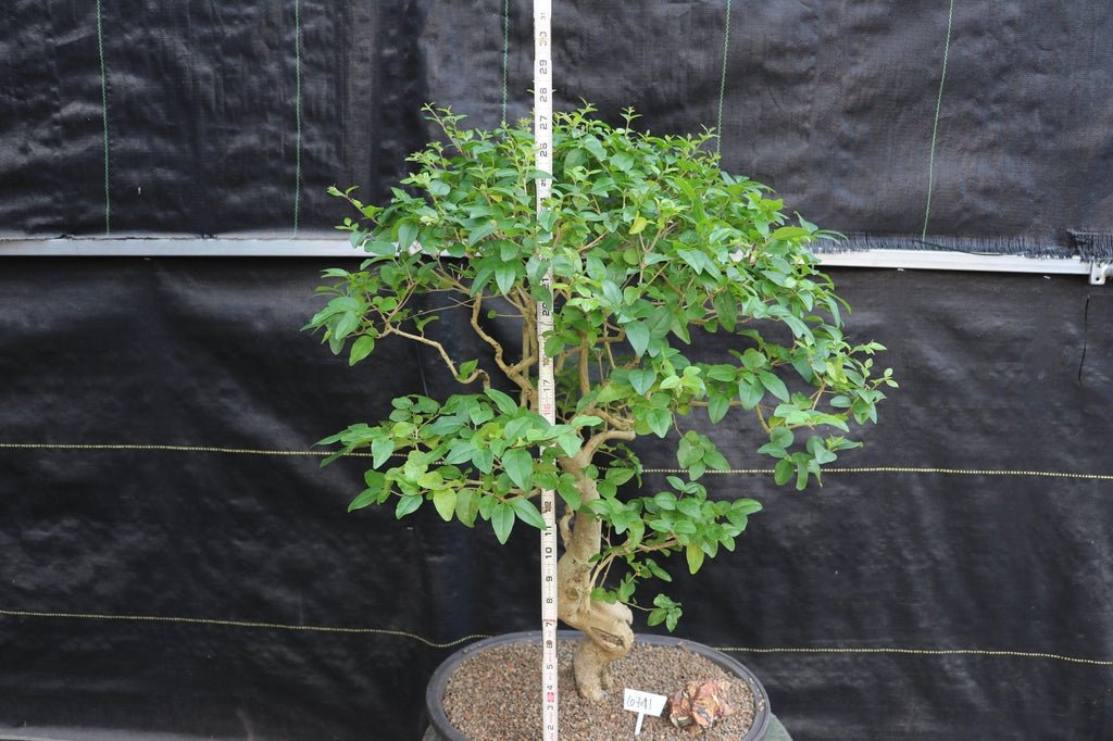 31 Year Old Flowering Ligustrum Curved Trunk Specimen Bonsai Tree Height