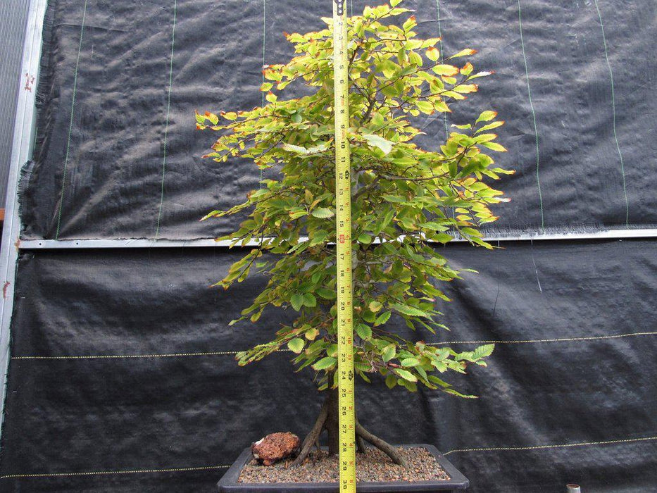 31 Year Old Korean Hornbeam Exposed Root Specimen Bonsai Tree Size Front