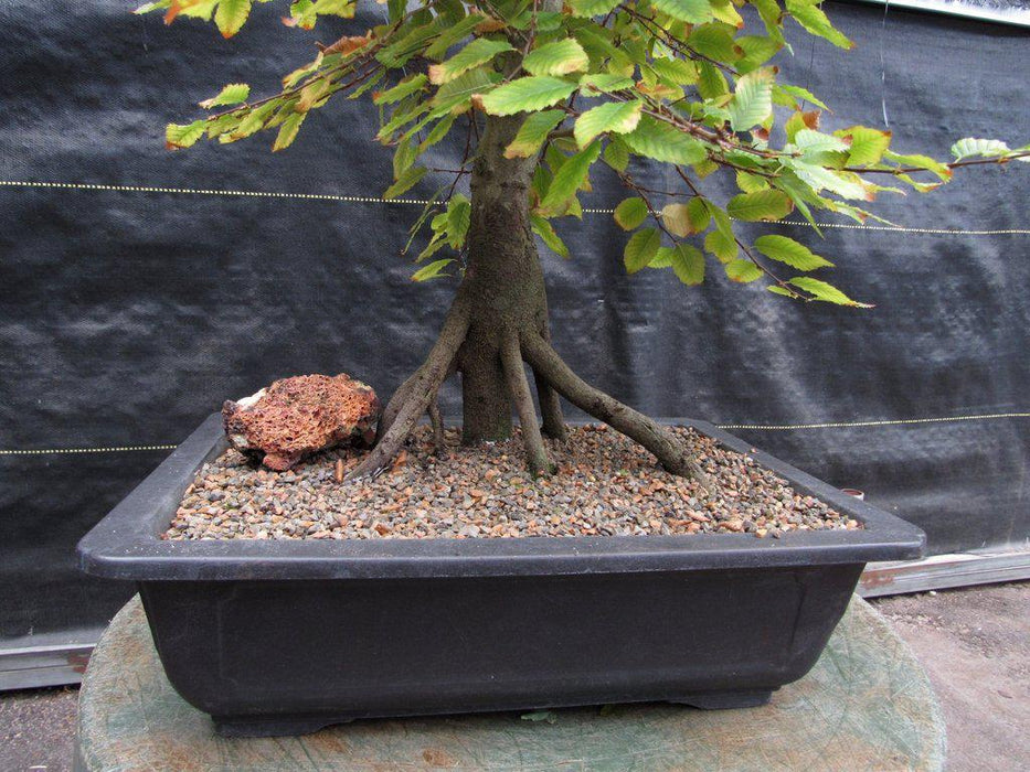 31 Year Old Korean Hornbeam Exposed Root Specimen Bonsai Tree Roots