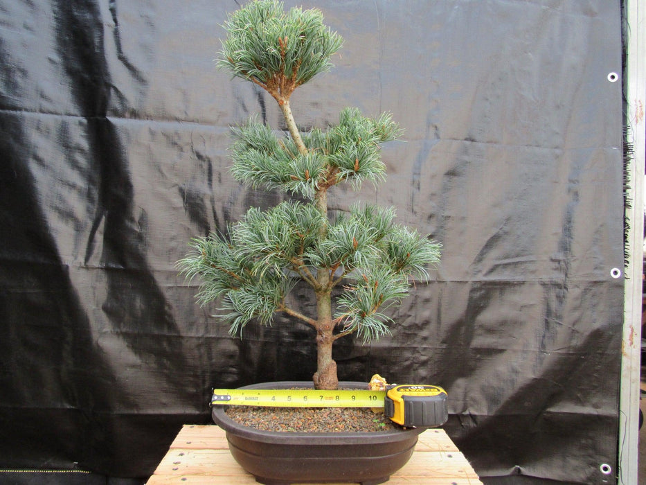 32 Year Old Japanese White Pine Specimen Bonsai Tree Width
