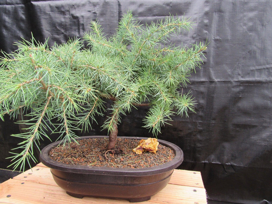 33 Year Old Himalayan Cedar Formal Upright Specimen Bonsai Tree Side