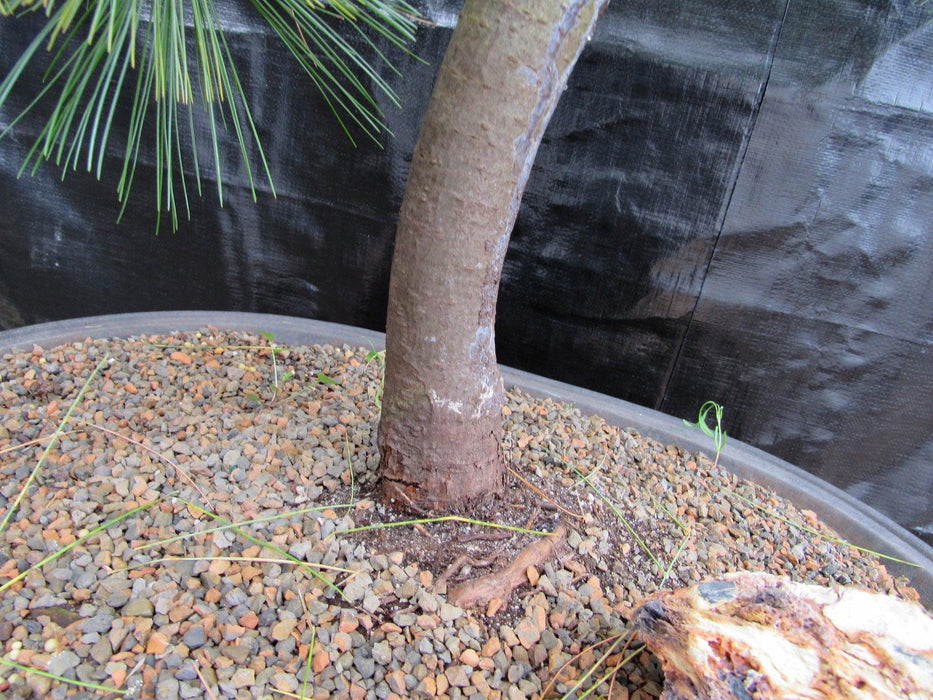 34 Year Old Eastern White Pine Specimen Bonsai Tree Bark