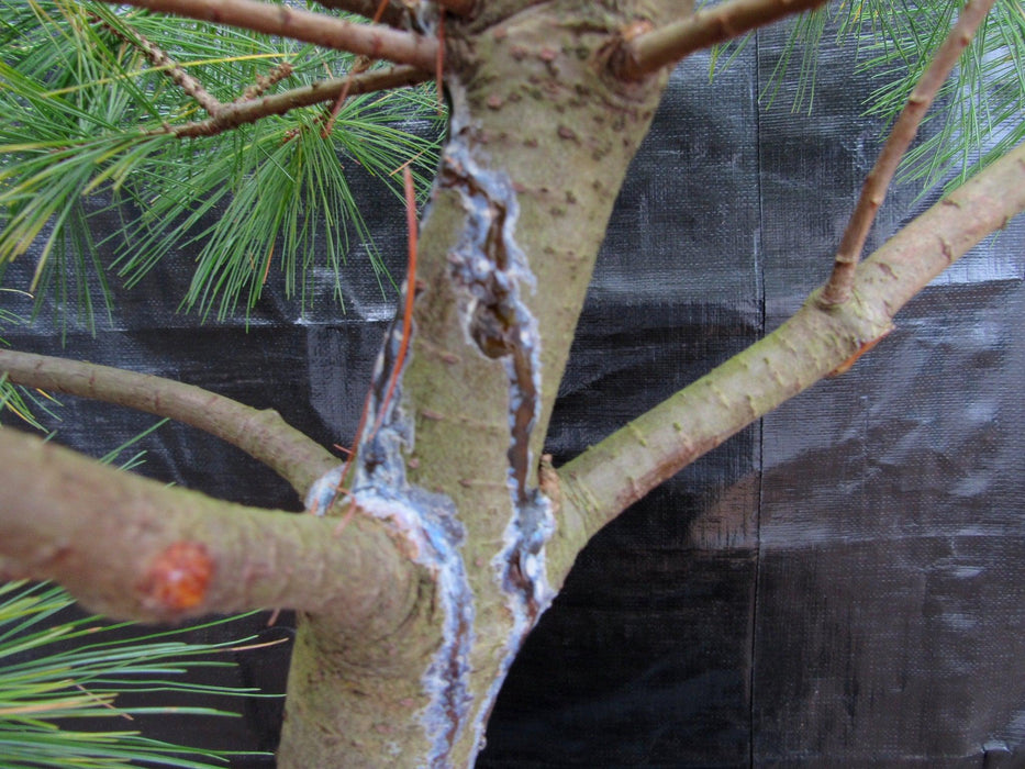 34 Year Old Eastern White Pine Specimen Bonsai Tree Trunk