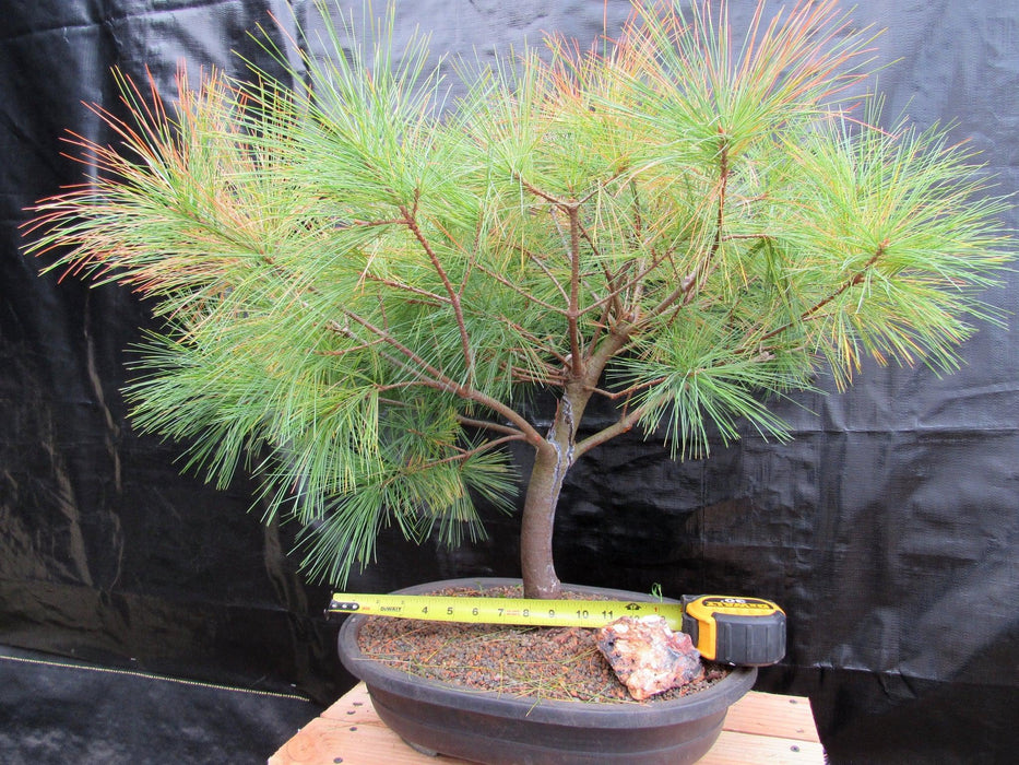 34 Year Old Eastern White Pine Specimen Bonsai Tree Size