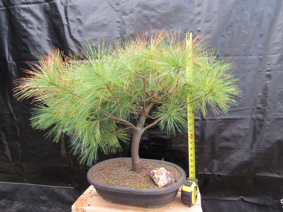 34 Year Old Eastern White Pine Specimen Bonsai Tree Height