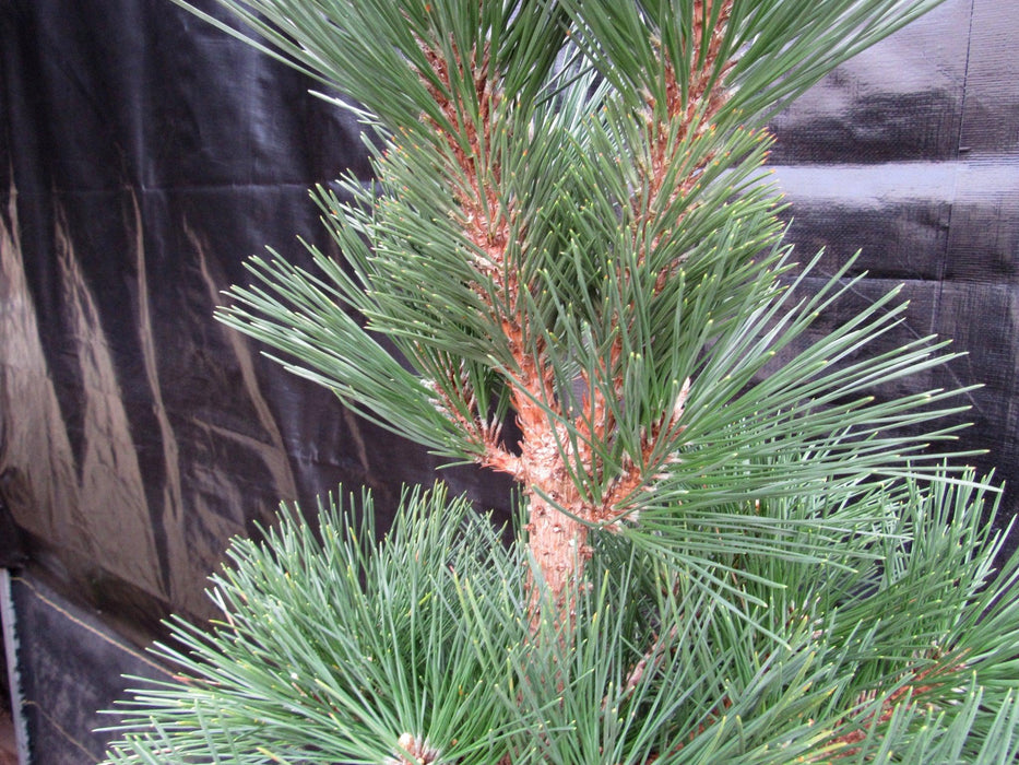 34 Year Old Japanese Black Pine Pom Pom Specimen Bonsai Tree Needles